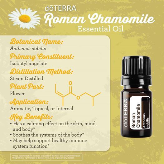 Roman Chamomile oil calming to skin mind and body soothing