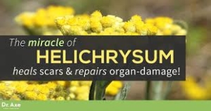 Helichrysum essential oil